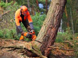 Best Tree Cabling and Bracing  in Fisher, IL