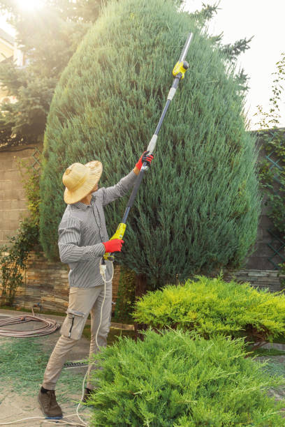 Best Hedge Trimming  in Fisher, IL